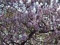 Blooming tree